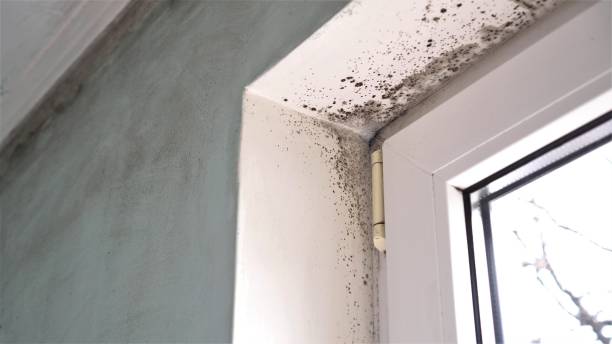 Best Commercial Mold Removal  in Camas, WA