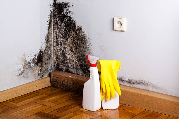 Best Affordable Mold Removal  in Camas, WA