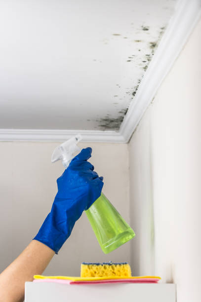 Best Mold Removal Near Me  in Camas, WA